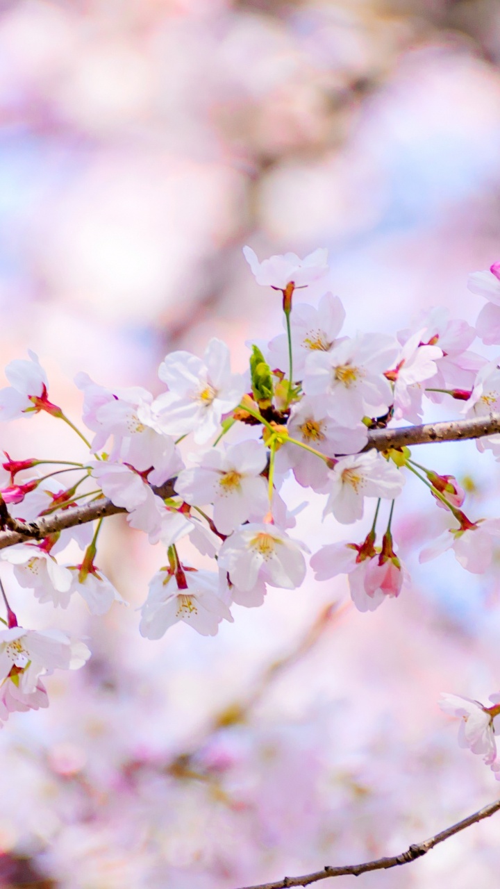 Обои расцвет, цветок, дневное время, растение, лепесток в разрешении 720x1280