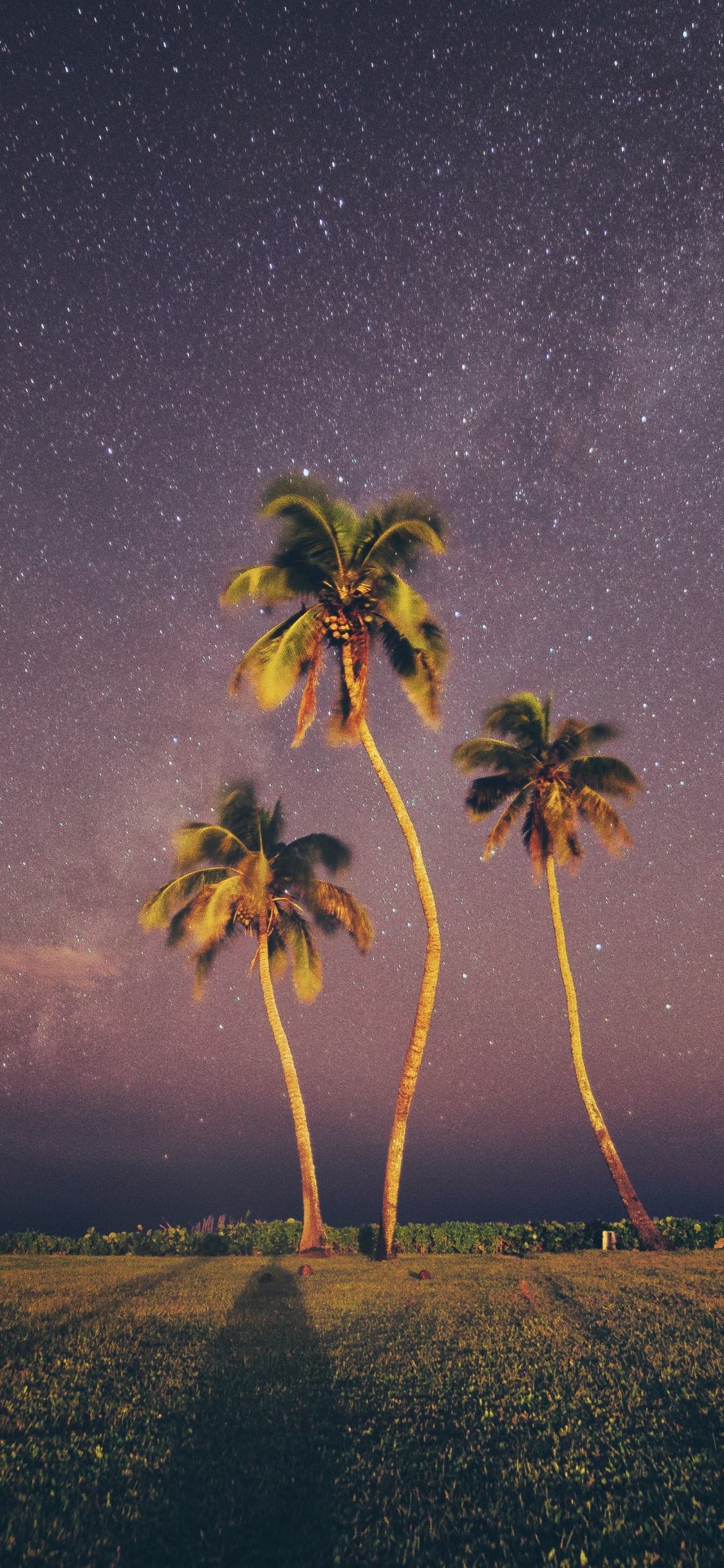 Обои ладонь, природа, дерево, пейзаж, атмосфера в разрешении 1125x2436