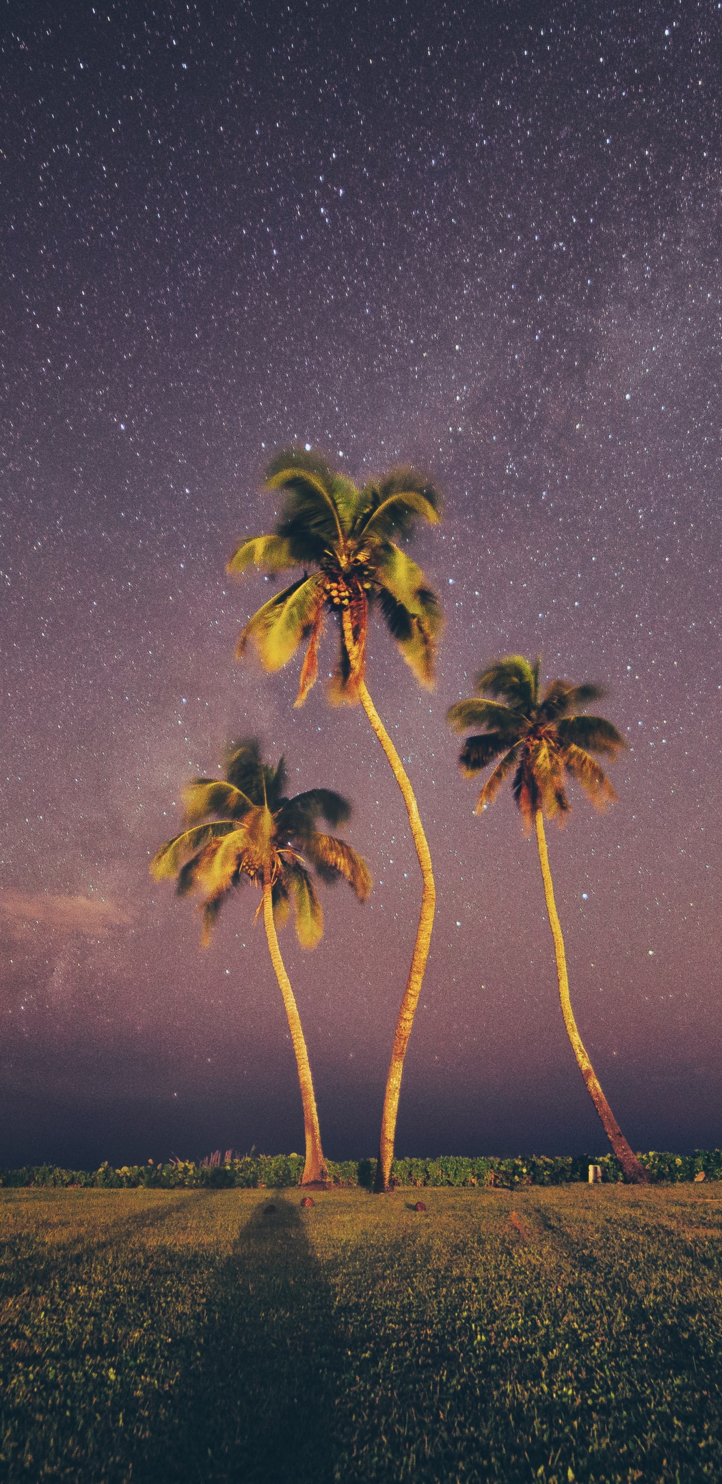 Обои ладонь, природа, дерево, пейзаж, атмосфера в разрешении 1440x2960