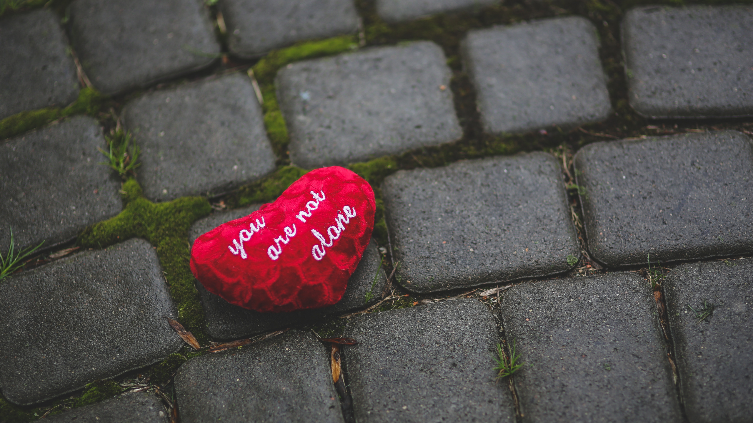 Обои красный цвет, кармин, дорожное покрытие, лист, любовь в разрешении 2560x1440