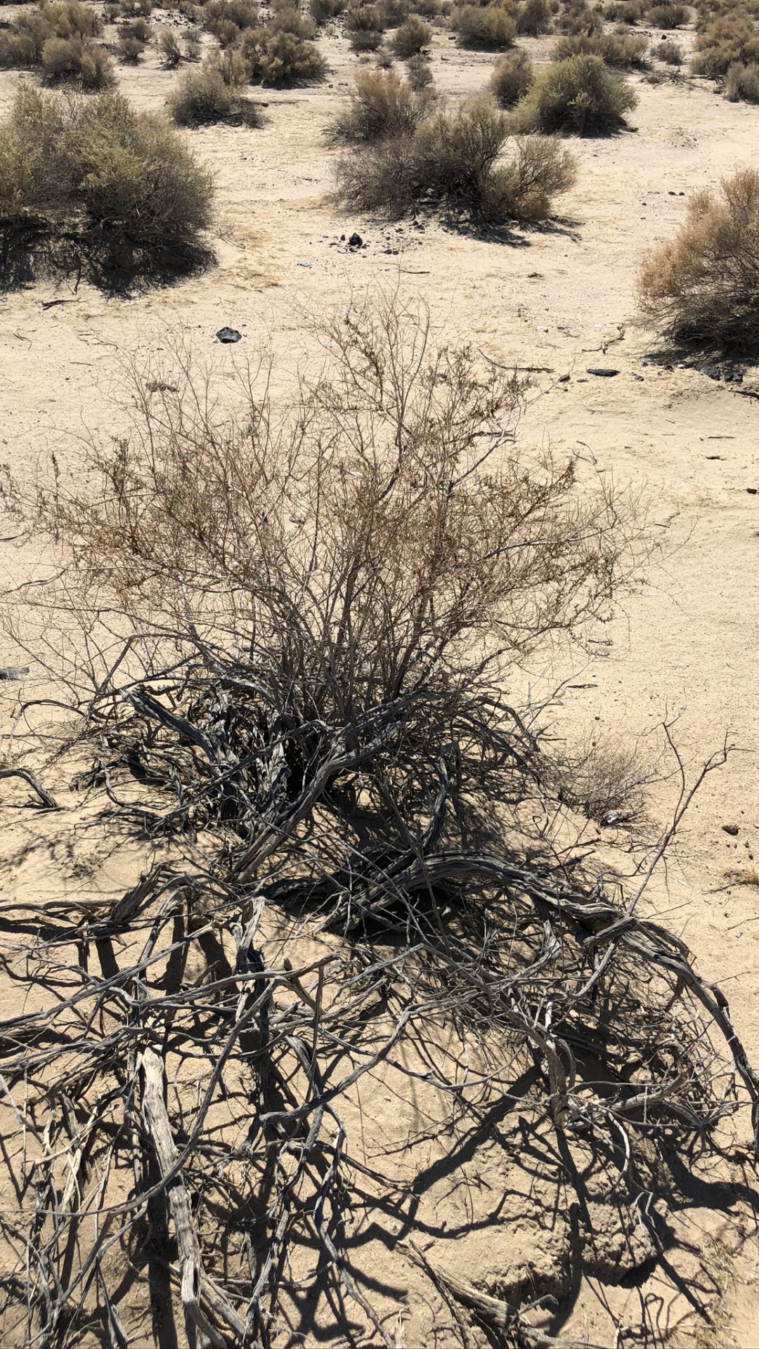 Обои Флора, песок, растительное сообщество, кустарник, полукустарник в разрешении 1080x1920