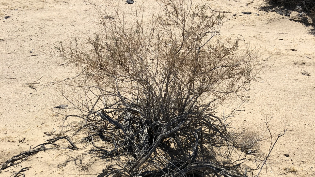 Обои Флора, песок, растительное сообщество, кустарник, полукустарник в разрешении 1280x720