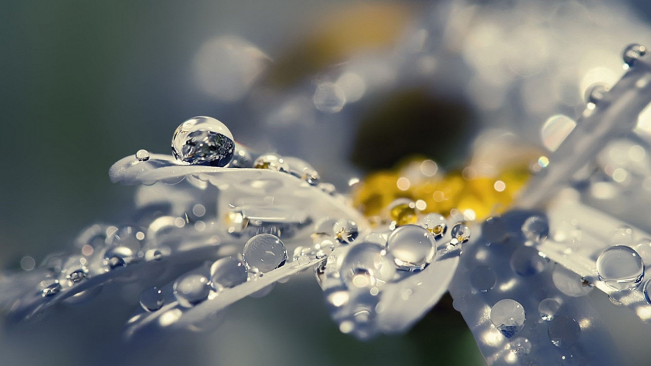 Обои вода, жидкий, лепесток, жидкость, влага в разрешении 1280x720