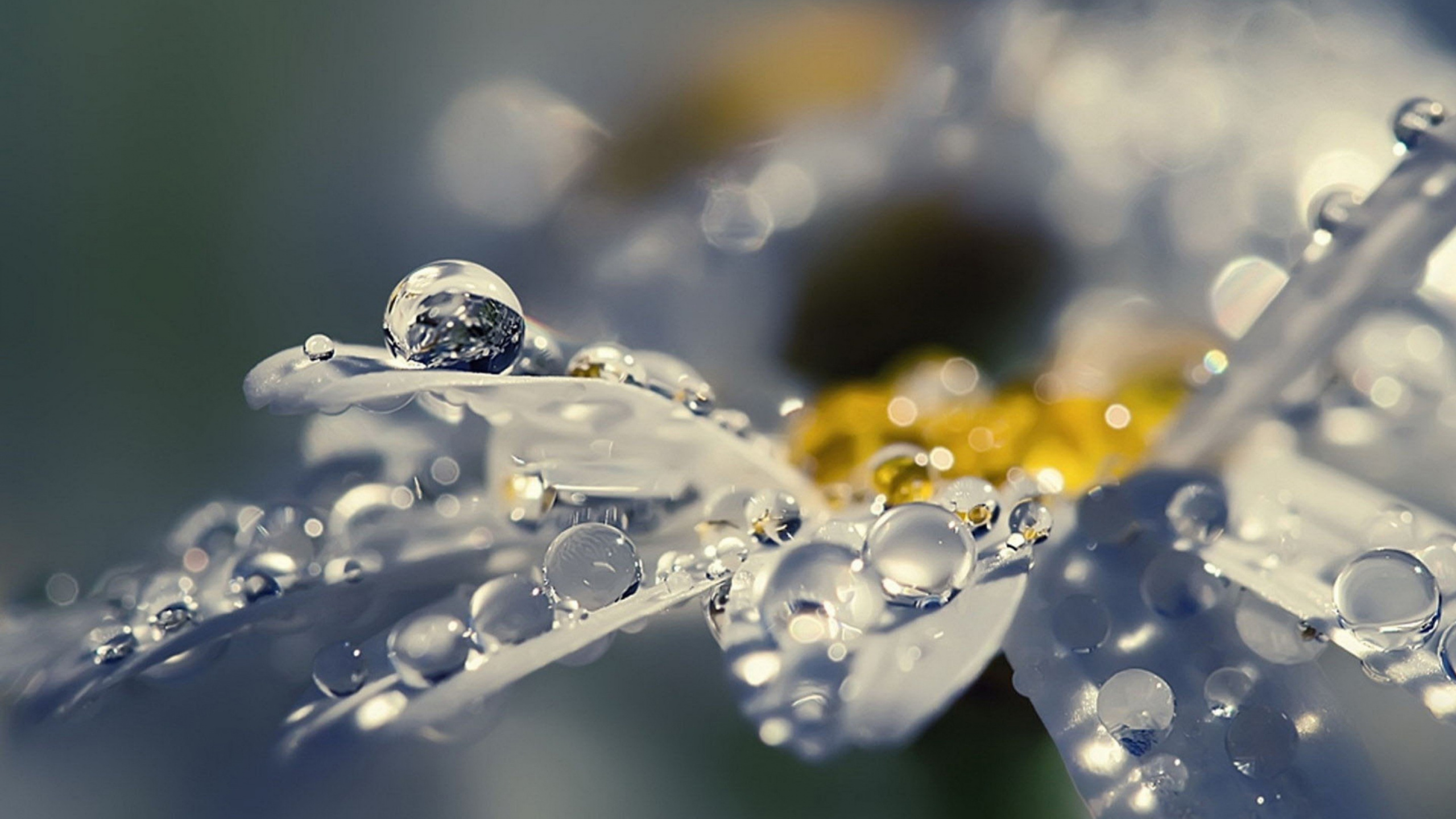 Обои вода, жидкий, лепесток, жидкость, влага в разрешении 2560x1440