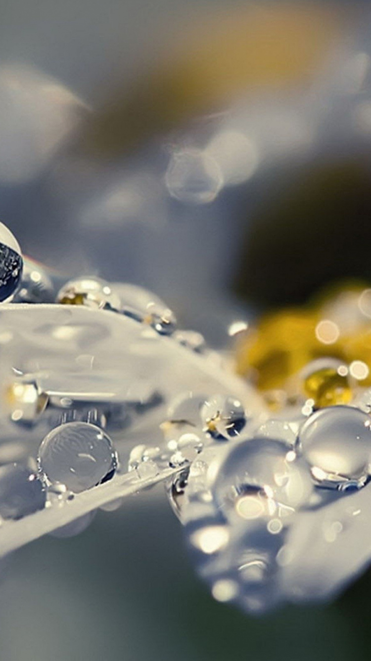 Обои вода, жидкий, лепесток, жидкость, влага в разрешении 750x1334