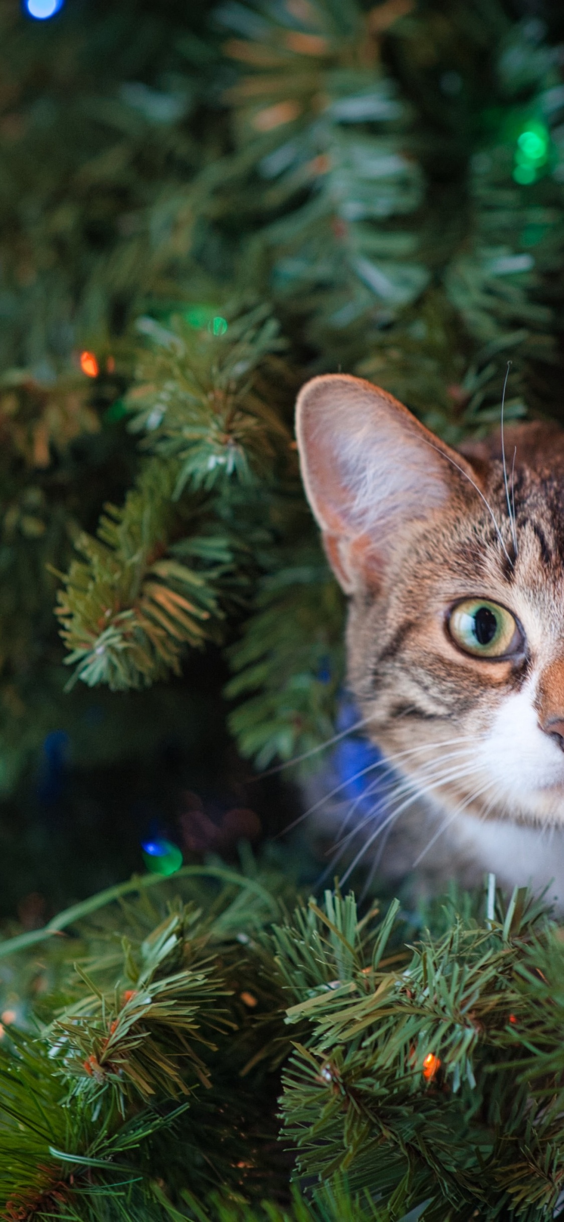 Обои Рождество, кот, полосатый кот, кошка дерево, Рождественские украшения в разрешении 1125x2436