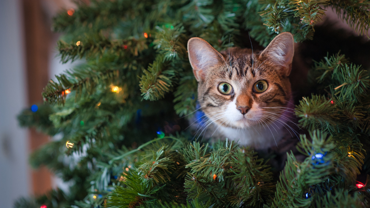Обои Рождество, кот, полосатый кот, кошка дерево, Рождественские украшения в разрешении 1280x720