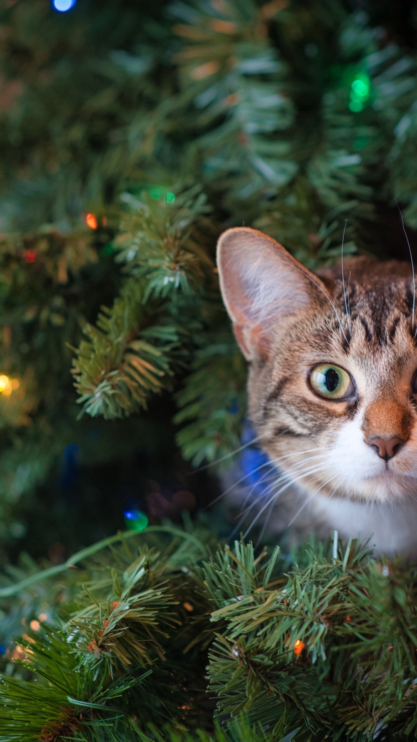 Обои Рождество, кот, полосатый кот, кошка дерево, Рождественские украшения в разрешении 1440x2560
