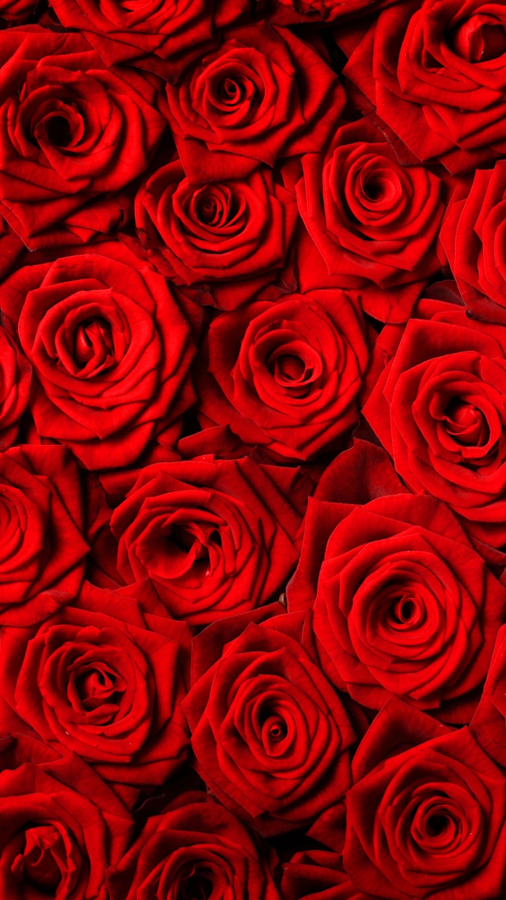 Обои Роза, цветок, красный цвет, сад роз, узор в разрешении 720x1280