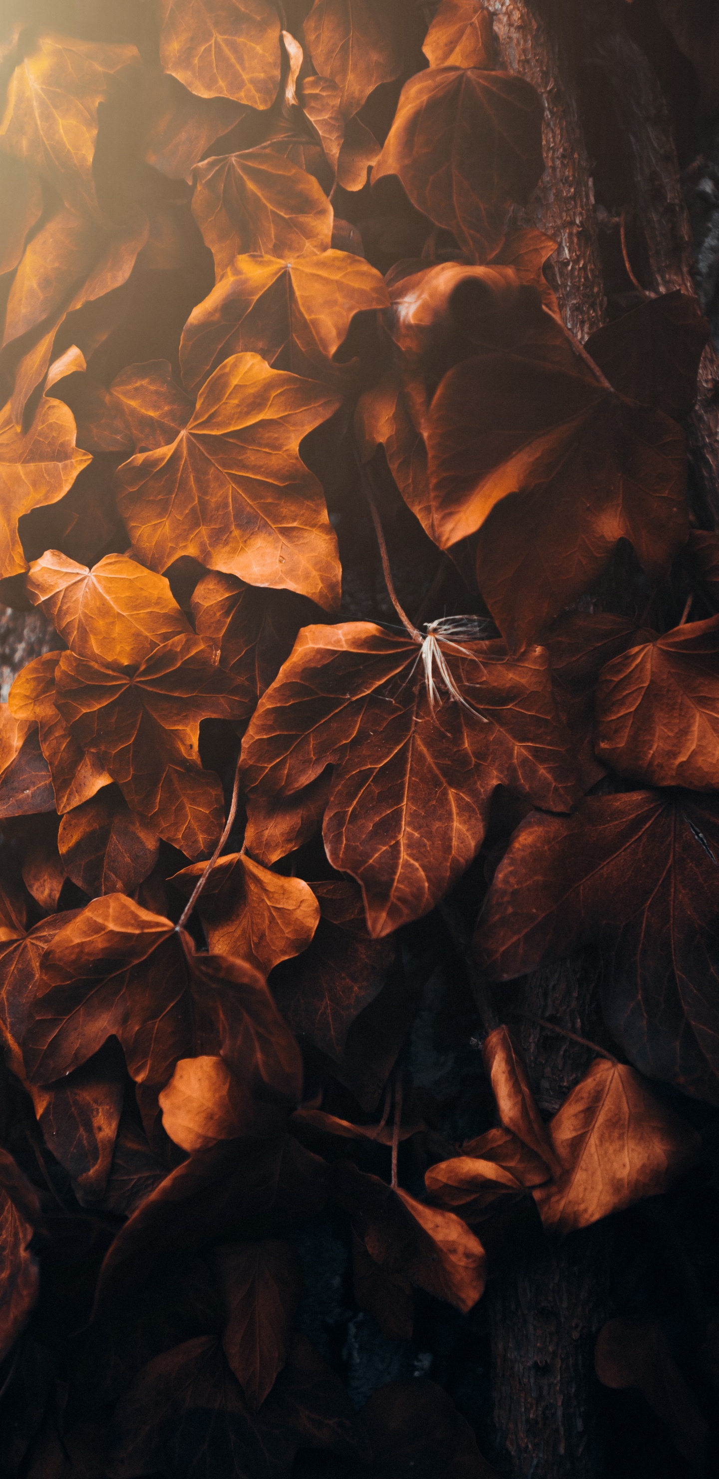 Обои лист, коричневый цвет, Янтарь, ветвь, древесина в разрешении 1440x2960