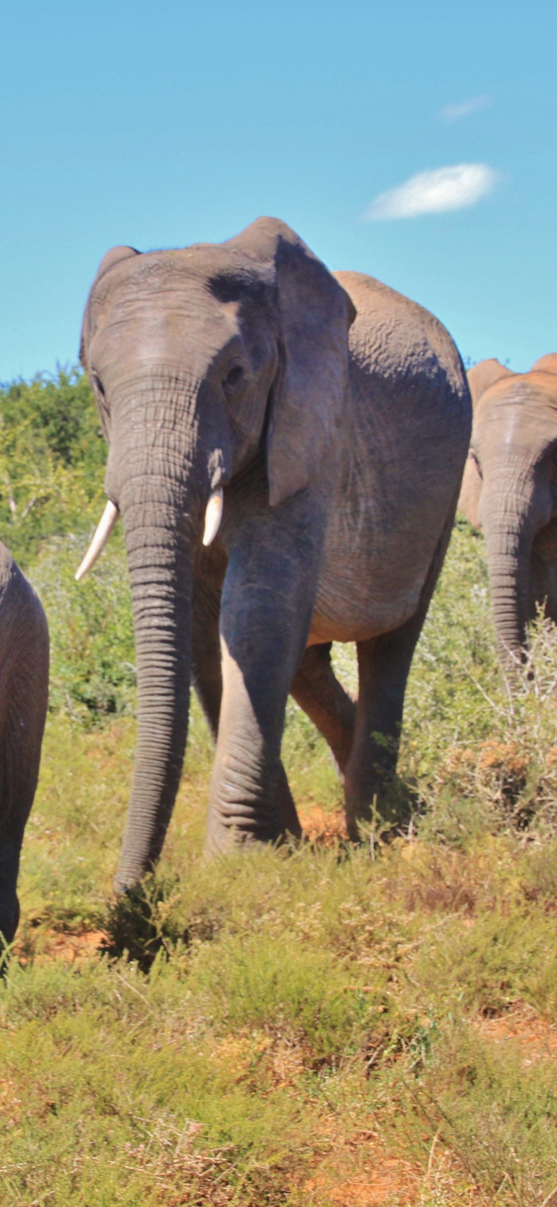 Обои африканский слон Буша, Слон, слоны и мамонты, наземные животные, живая природа в разрешении 1125x2436