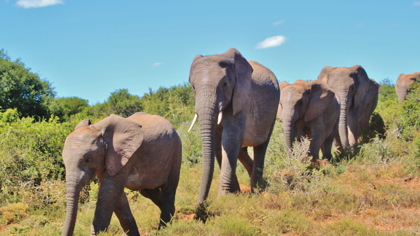 Обои африканский слон Буша, Слон, слоны и мамонты, наземные животные, живая природа в разрешении 1366x768