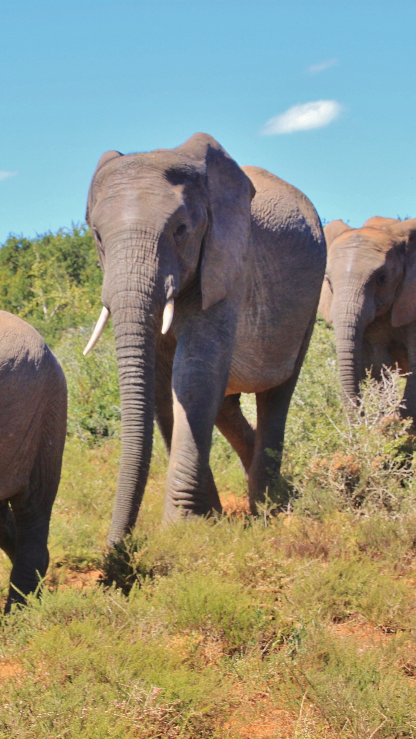 Обои африканский слон Буша, Слон, слоны и мамонты, наземные животные, живая природа в разрешении 1440x2560