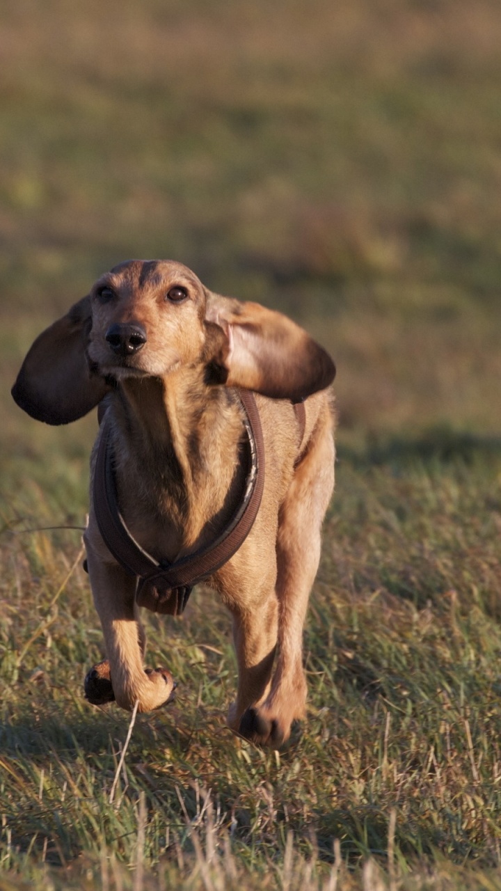Обои щенок, живая природа, гончая, Саванна, луга в разрешении 720x1280