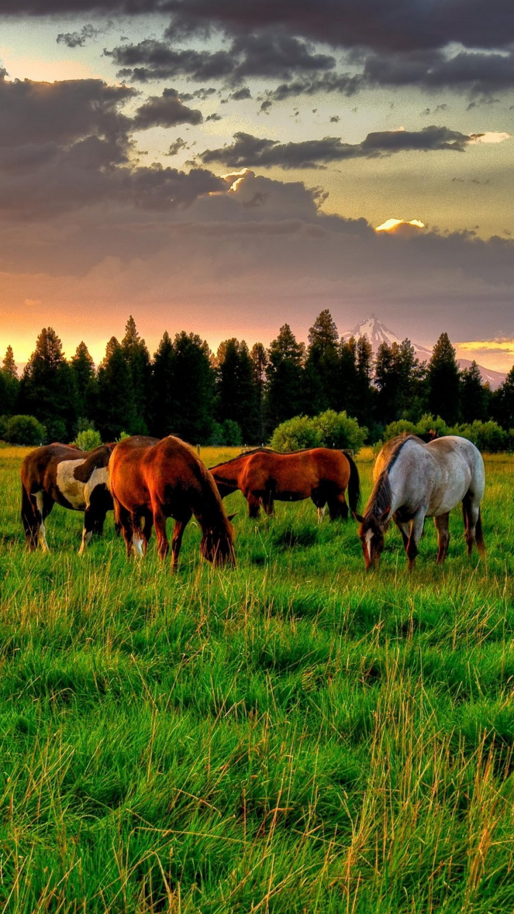 Обои пастбище, луг, стадо, поля, выпас в разрешении 750x1334