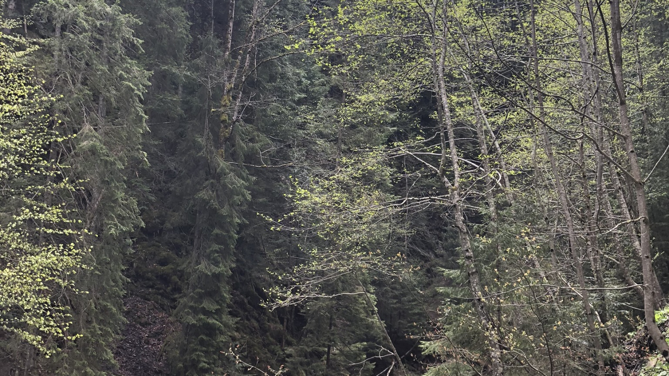 Обои Карпаты, природный заповедник, вода, водоем, дорога в разрешении 1366x768