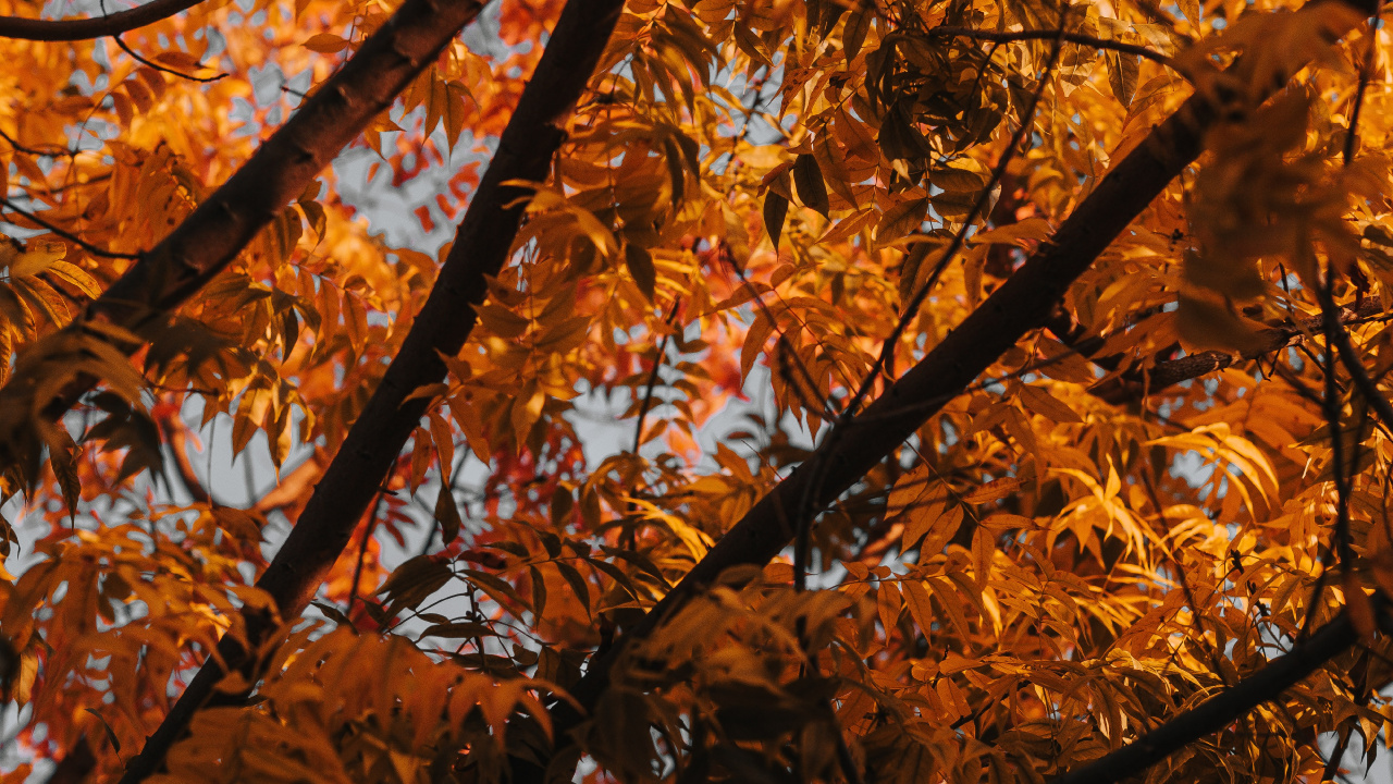 Обои дерево, ветвь, лист, листопадные, осень в разрешении 1280x720