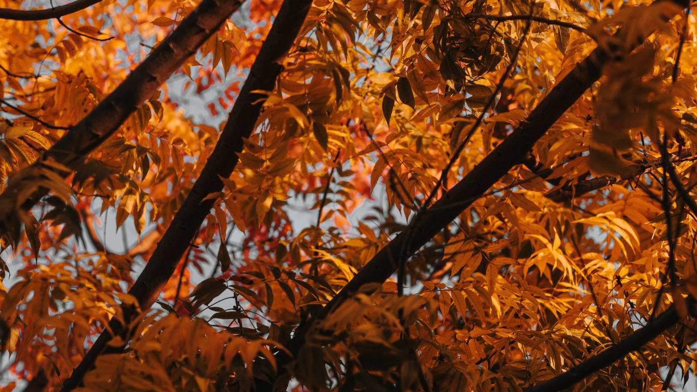 Обои дерево, ветвь, лист, листопадные, осень в разрешении 1366x768
