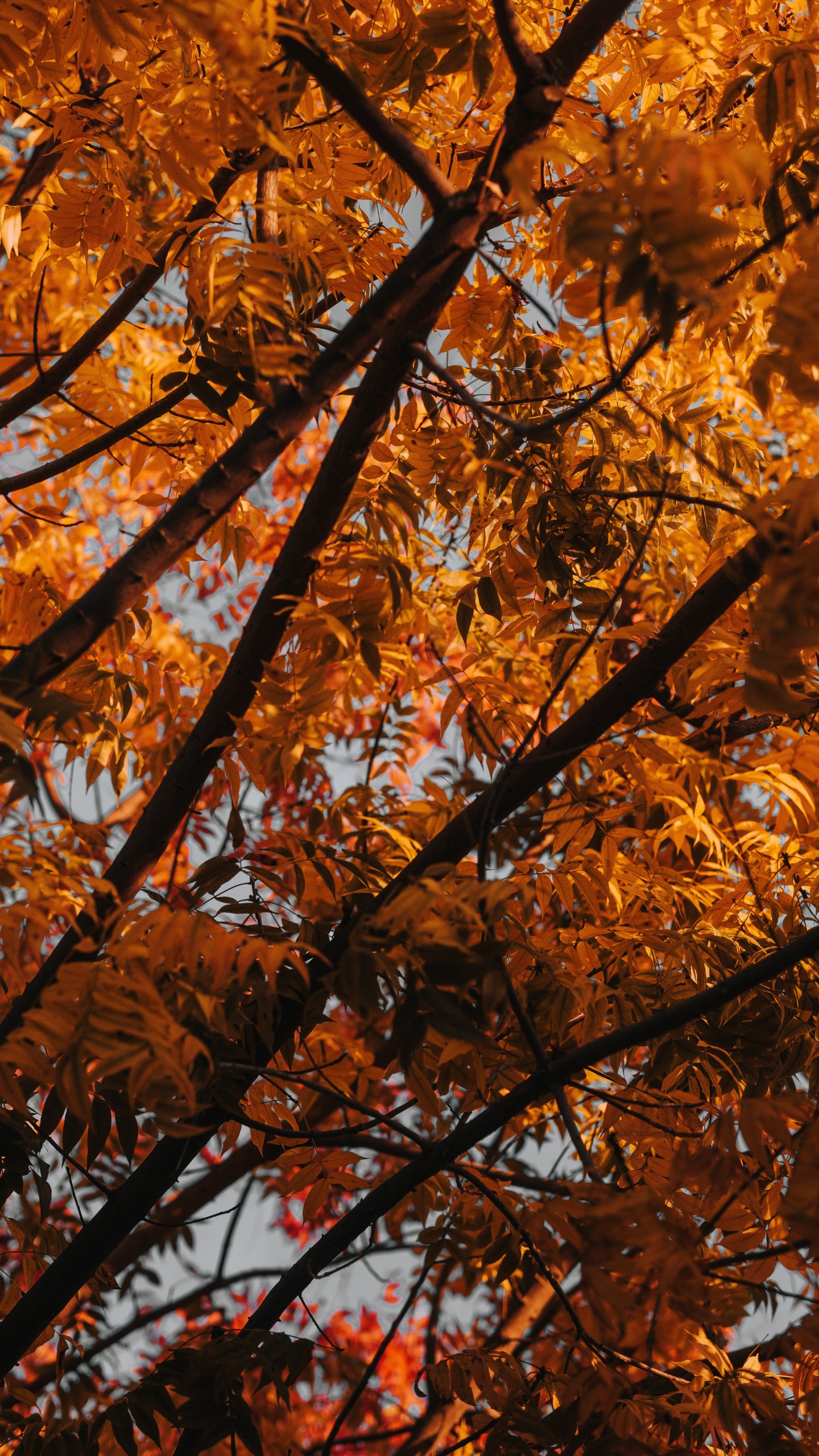 Обои дерево, ветвь, лист, листопадные, осень в разрешении 1440x2560