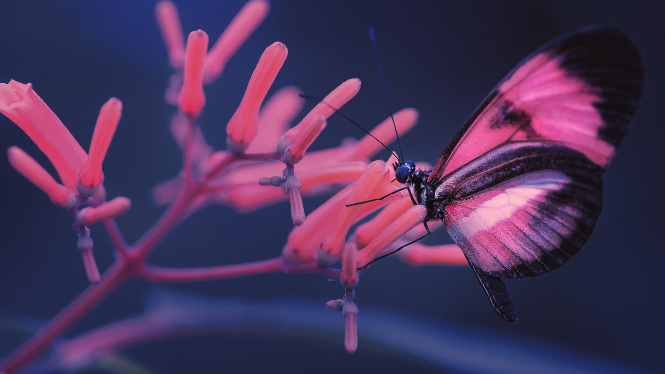 Обои SceneKit, стриж, Профессионалы, ios, насекомое в разрешении 1366x768