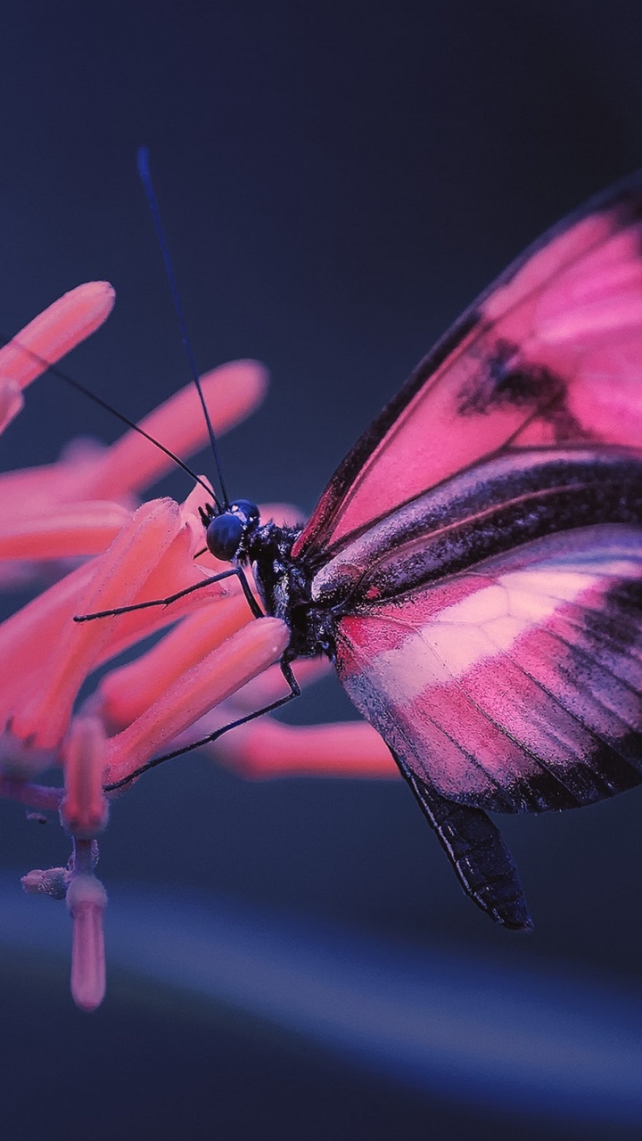 Обои SceneKit, стриж, Профессионалы, ios, насекомое в разрешении 720x1280