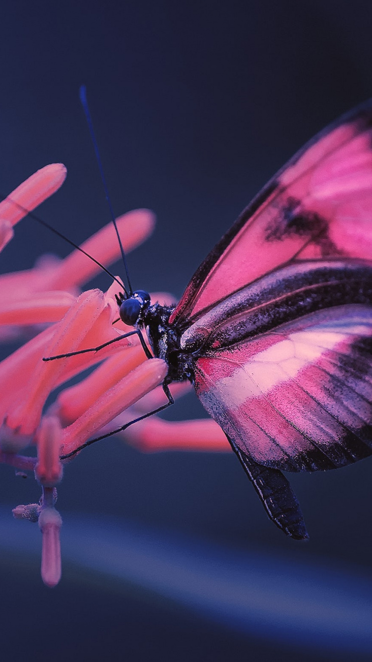 Обои SceneKit, стриж, Профессионалы, ios, насекомое в разрешении 750x1334