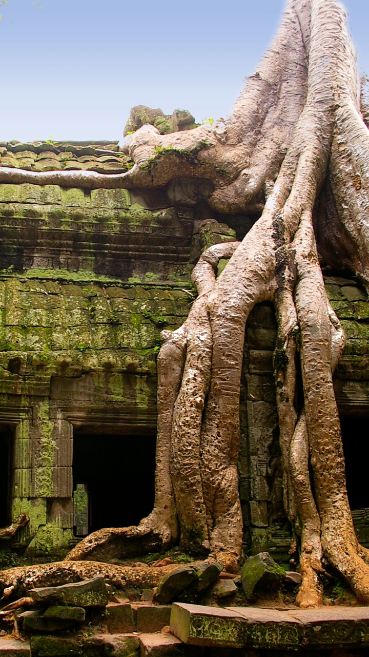Обои Та Прохм, Ангкор ВАТ, Храм Та Пром, Бантей Срей, храм в разрешении 720x1280