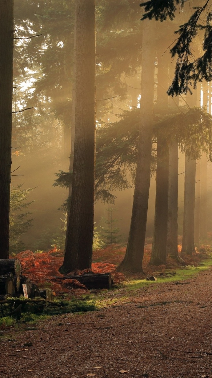 Обои пейзаж, дерево, природа, лес, лесистая местность в разрешении 720x1280