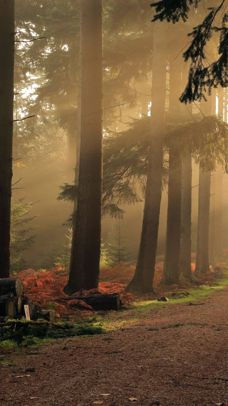 Обои пейзаж, дерево, природа, лес, лесистая местность в разрешении 750x1334