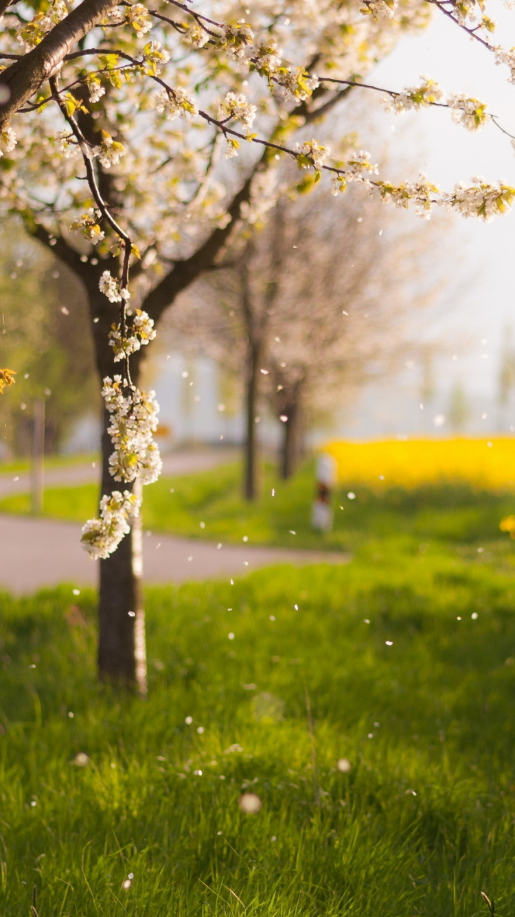 Обои весна, природа, дерево, желтый, горчичный завод в разрешении 750x1334