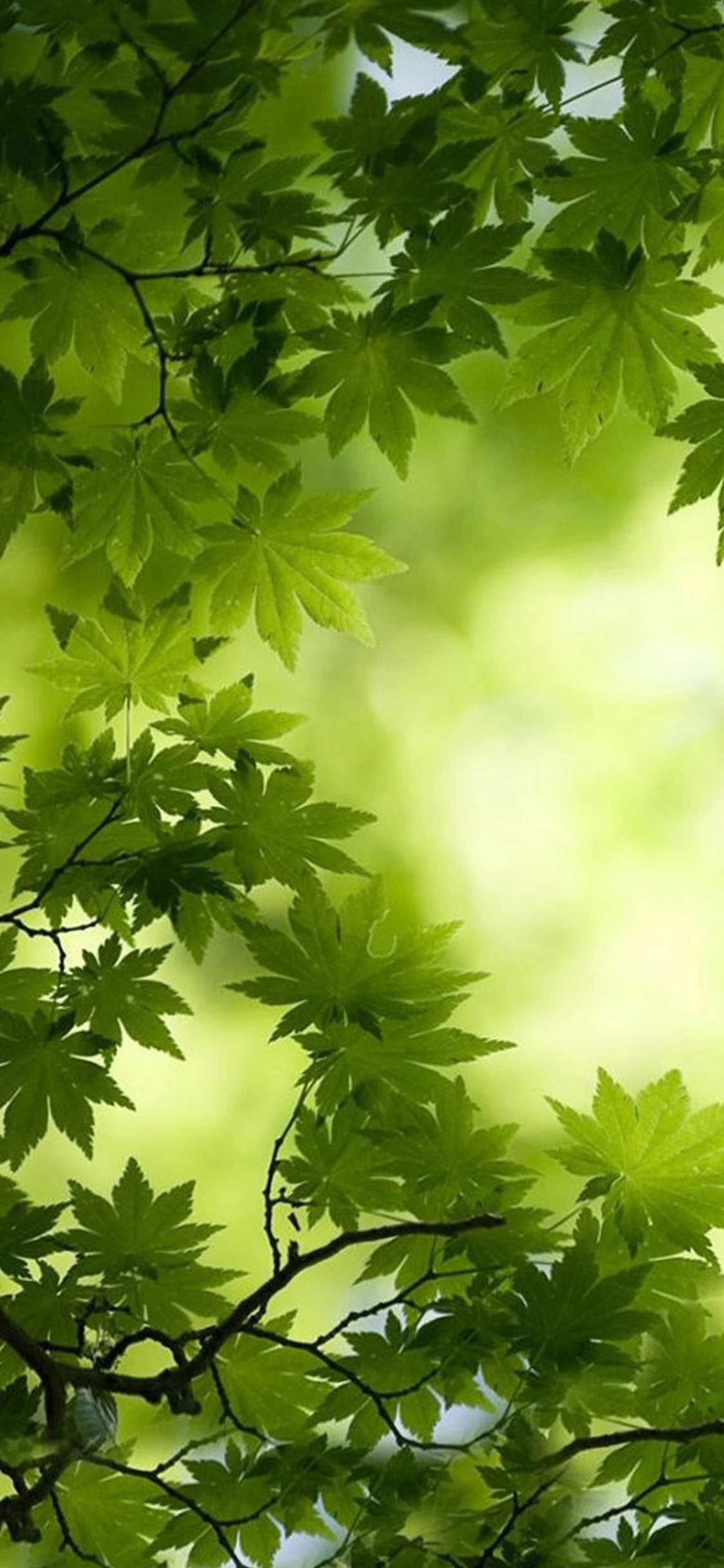 Обои зеленый, лист, природа, дерево, растительность в разрешении 1125x2436