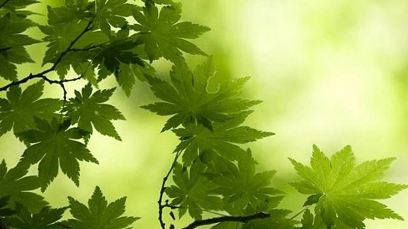 Обои зеленый, лист, природа, дерево, растительность в разрешении 1366x768