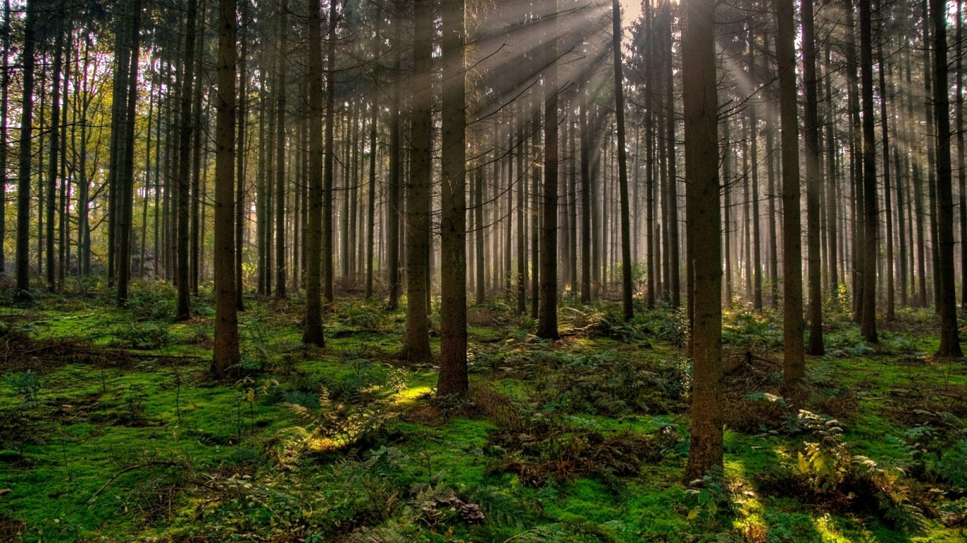 Обои лес, лесистая местность, управление, природный заповедник, растительность в разрешении 1366x768