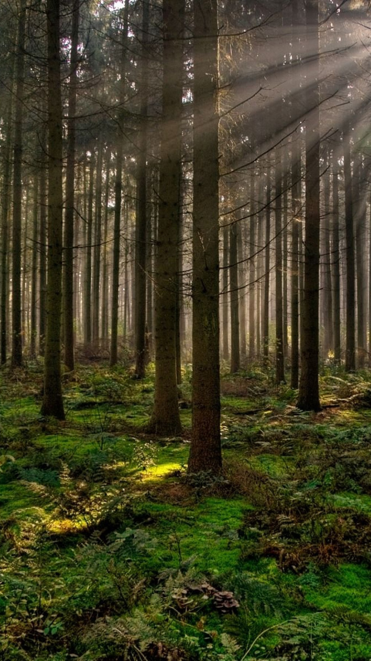 Обои лес, лесистая местность, управление, природный заповедник, растительность в разрешении 750x1334