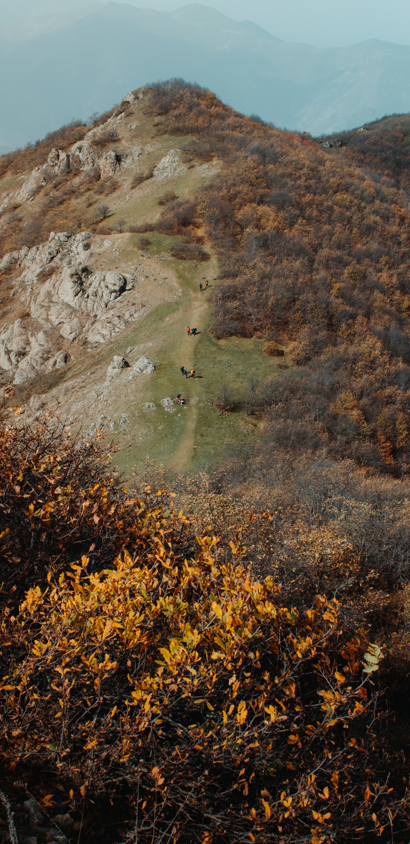 Обои дикая местность, холм, лист, рок, растительное сообщество в разрешении 1440x2960