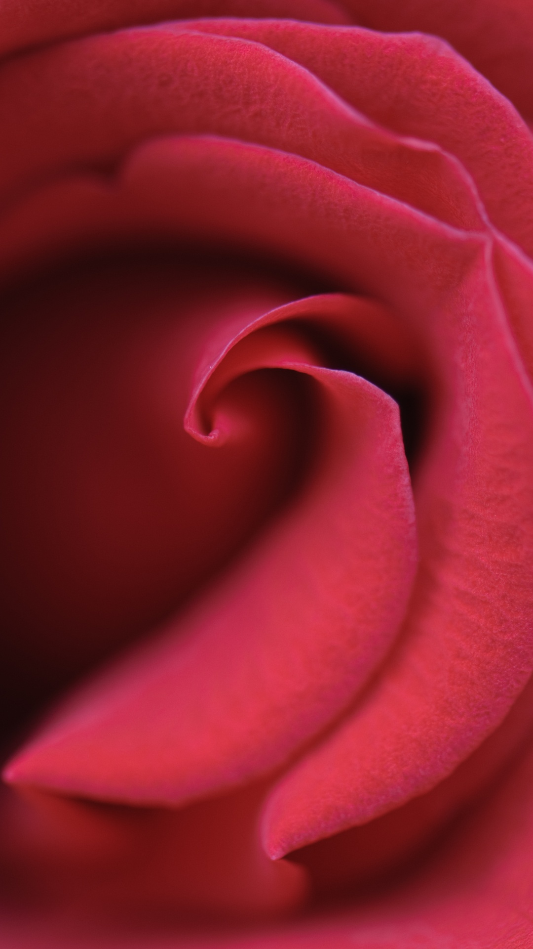 Обои пурпур, сад роз, лепесток, красный цвет, Роза в разрешении 1080x1920