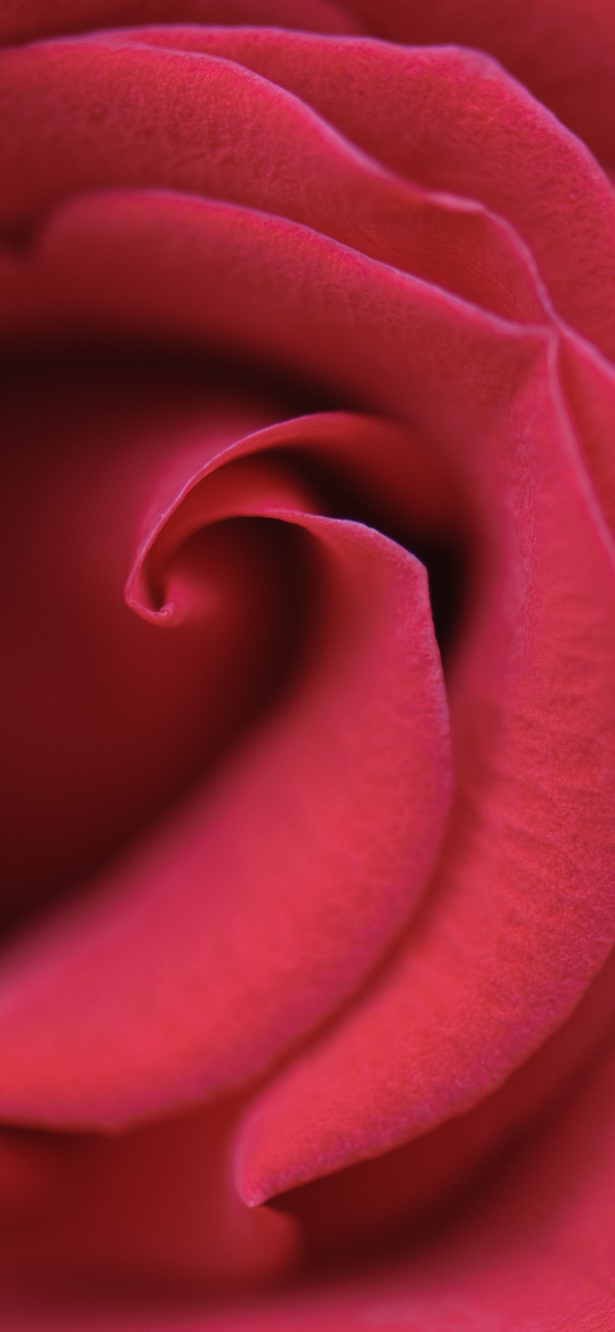 Обои пурпур, сад роз, лепесток, красный цвет, Роза в разрешении 1242x2688