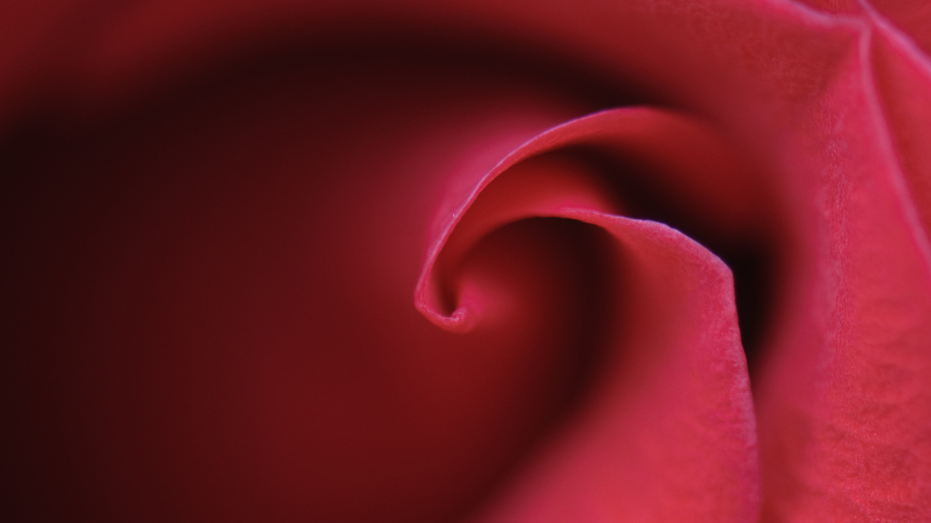 Обои пурпур, сад роз, лепесток, красный цвет, Роза в разрешении 1920x1080