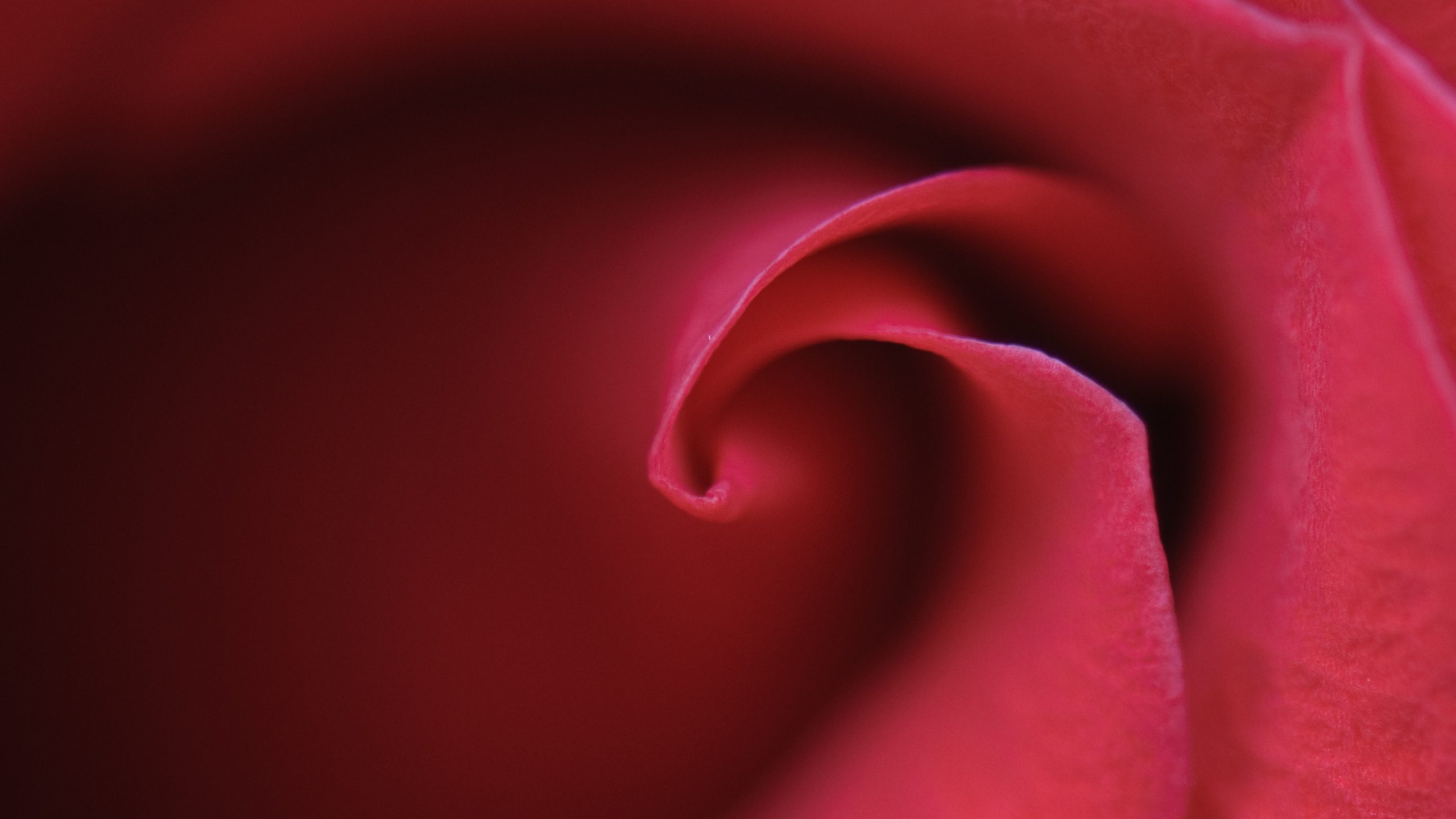 Обои пурпур, сад роз, лепесток, красный цвет, Роза в разрешении 2560x1440