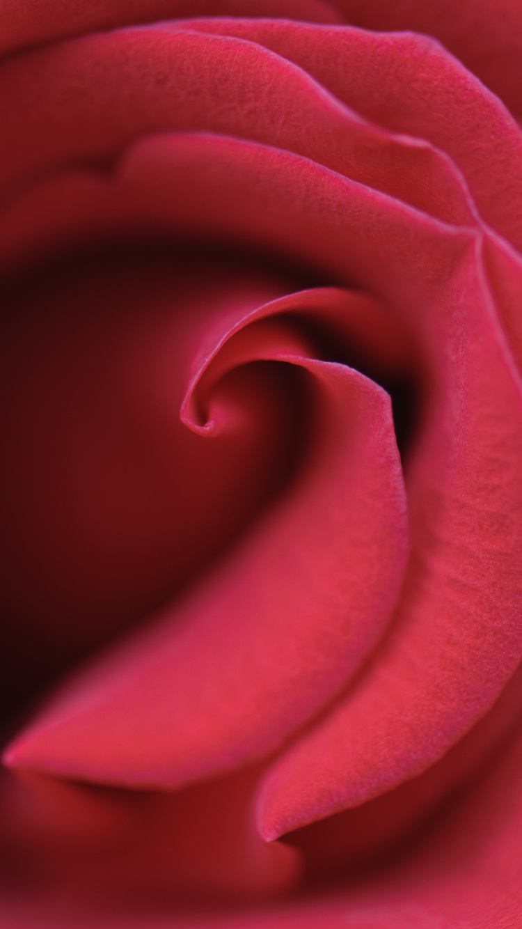 Обои пурпур, сад роз, лепесток, красный цвет, Роза в разрешении 750x1334