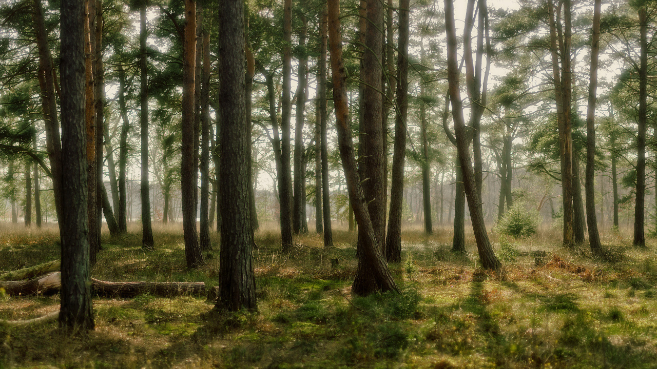 Обои лес, дерево, лесистая местность, природный заповедник, ель еловый лес в разрешении 1280x720