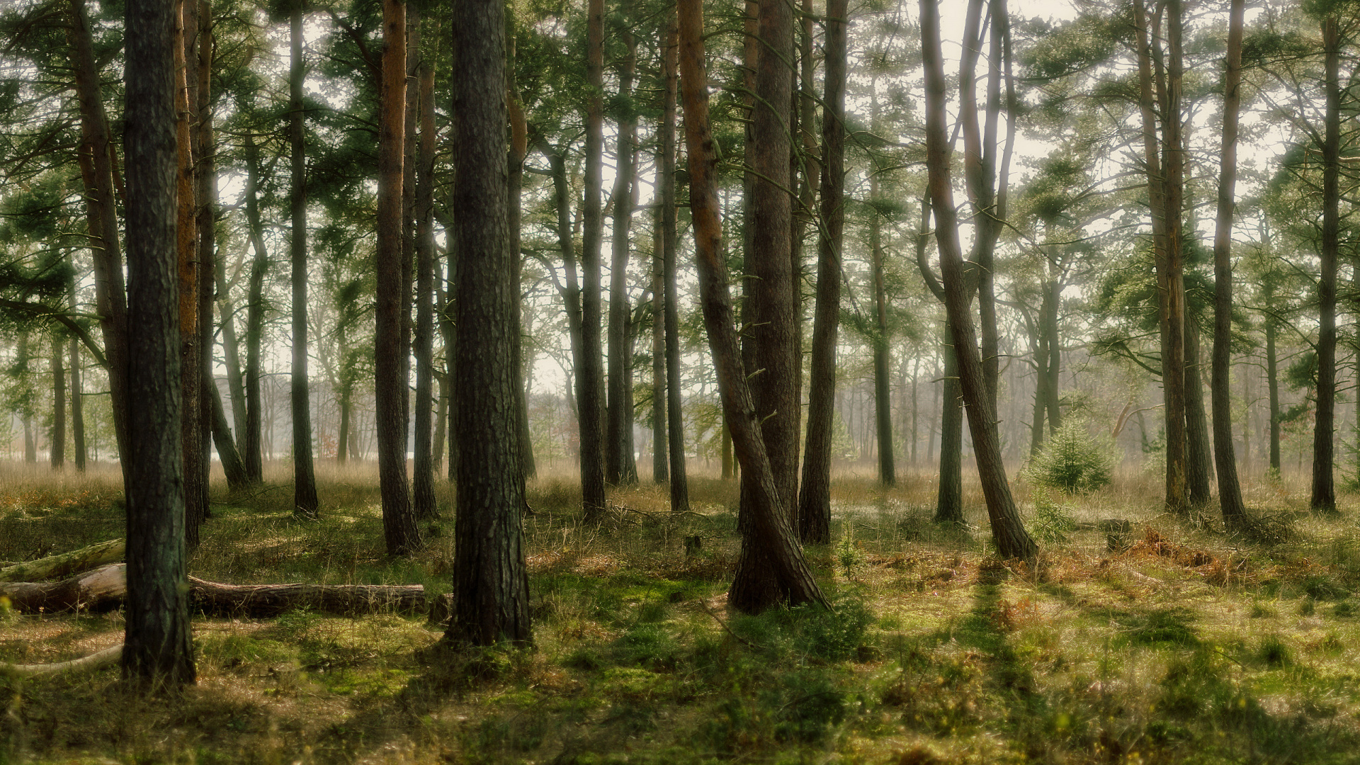 Обои лес, дерево, лесистая местность, природный заповедник, ель еловый лес в разрешении 1920x1080