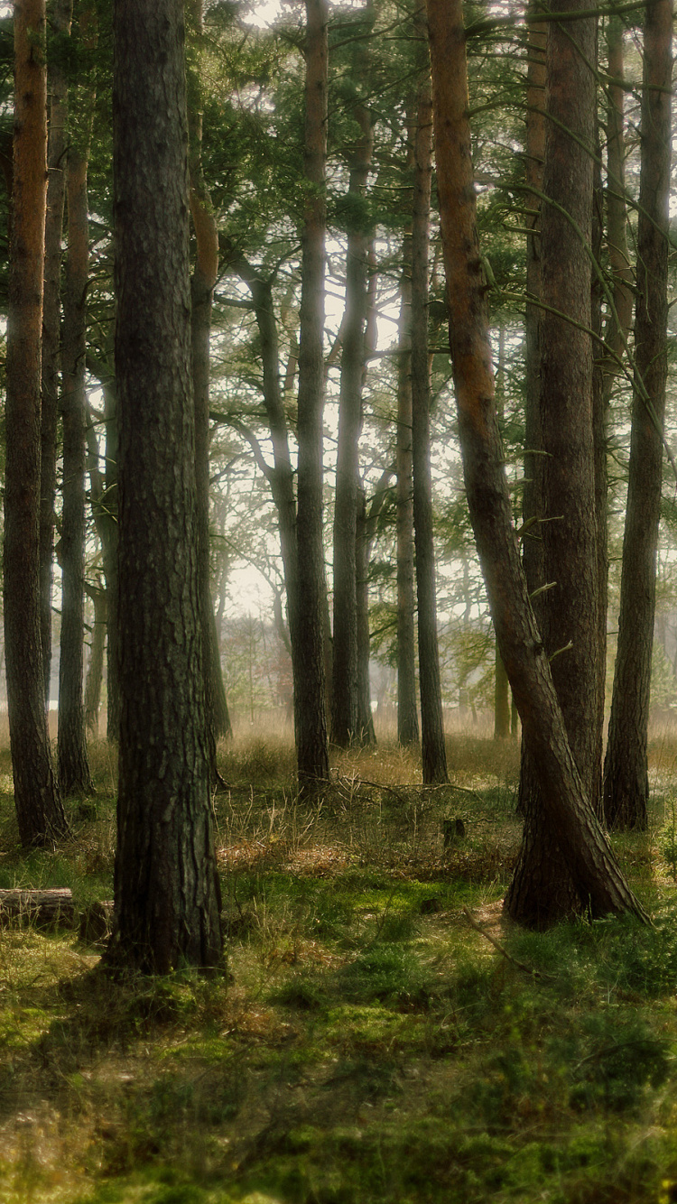 Обои лес, дерево, лесистая местность, природный заповедник, ель еловый лес в разрешении 750x1334