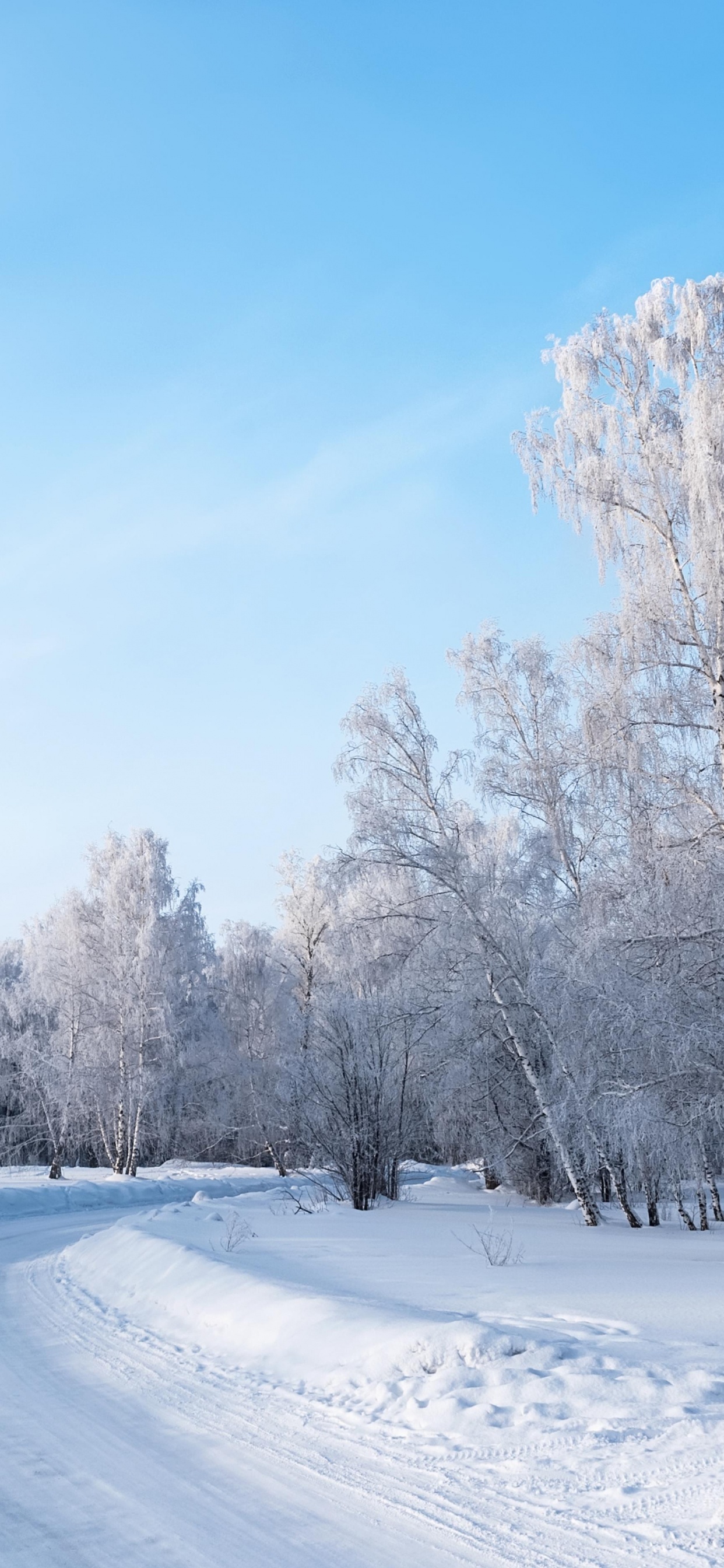 Обои снег, зима, дерево, мороз, замораживание в разрешении 1242x2688