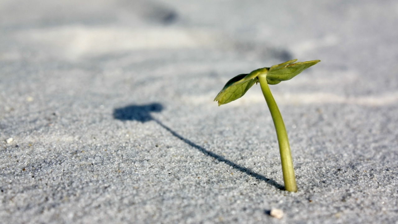 Обои растение, вода, макросъемка, песок, листья в разрешении 1280x720