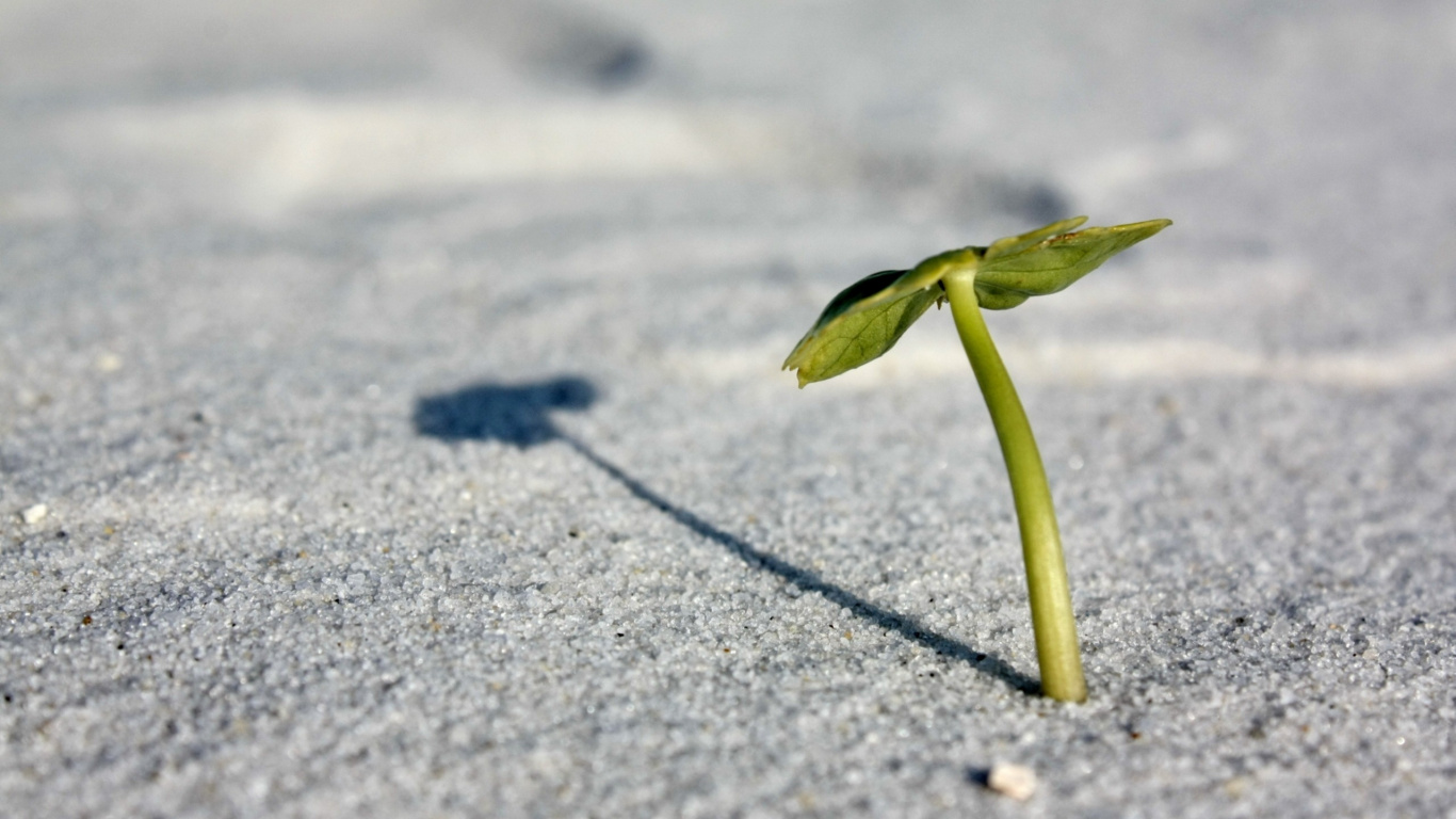 Обои растение, вода, макросъемка, песок, листья в разрешении 1366x768