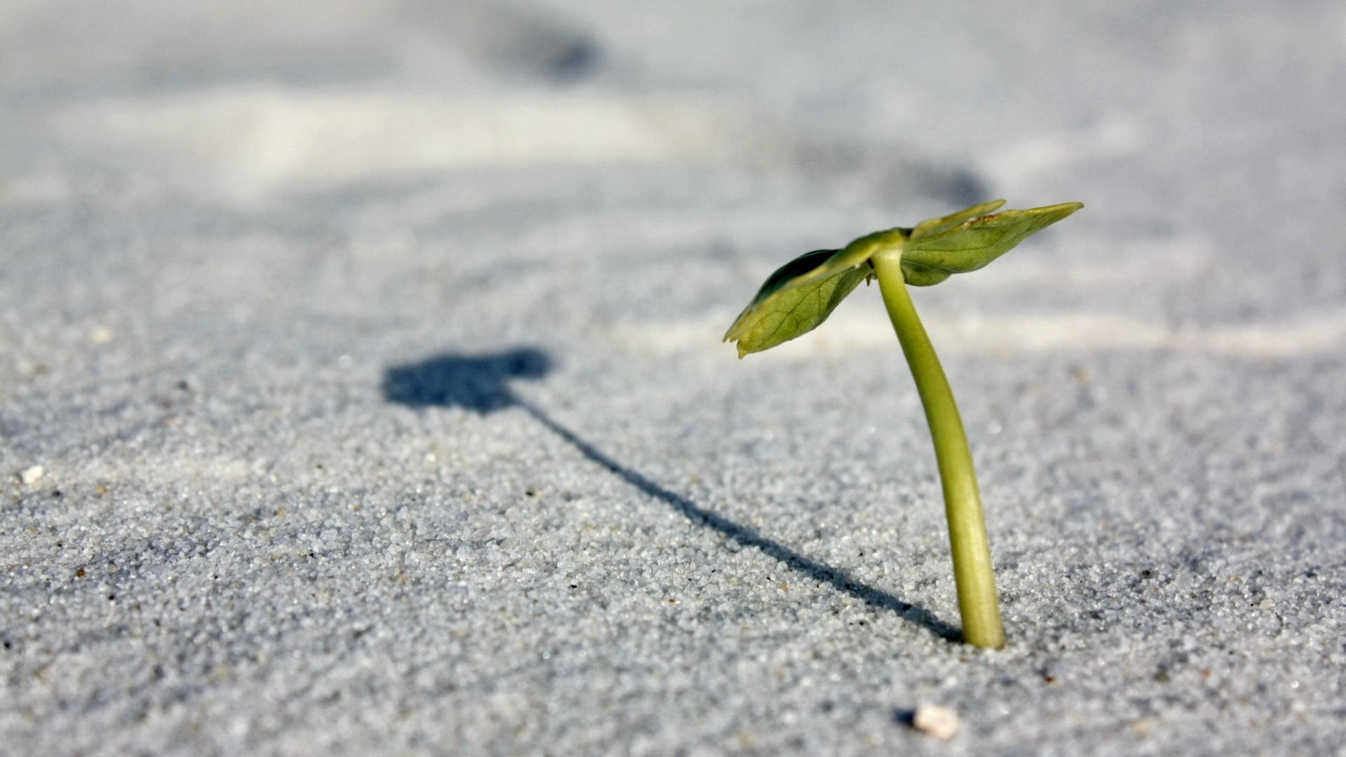 Обои растение, вода, макросъемка, песок, листья в разрешении 1920x1080