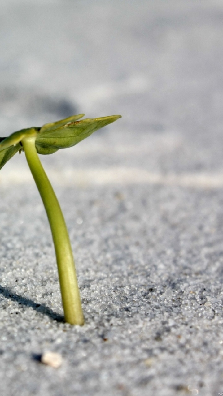 Обои растение, вода, макросъемка, песок, листья в разрешении 720x1280