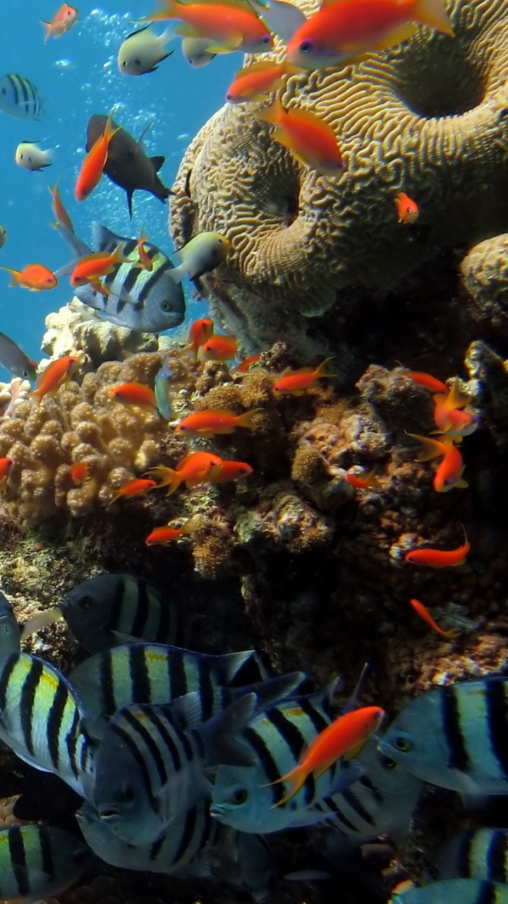 Обои коралловый риф, риф, подземные воды, коралловый риф рыбы, морская биология в разрешении 720x1280