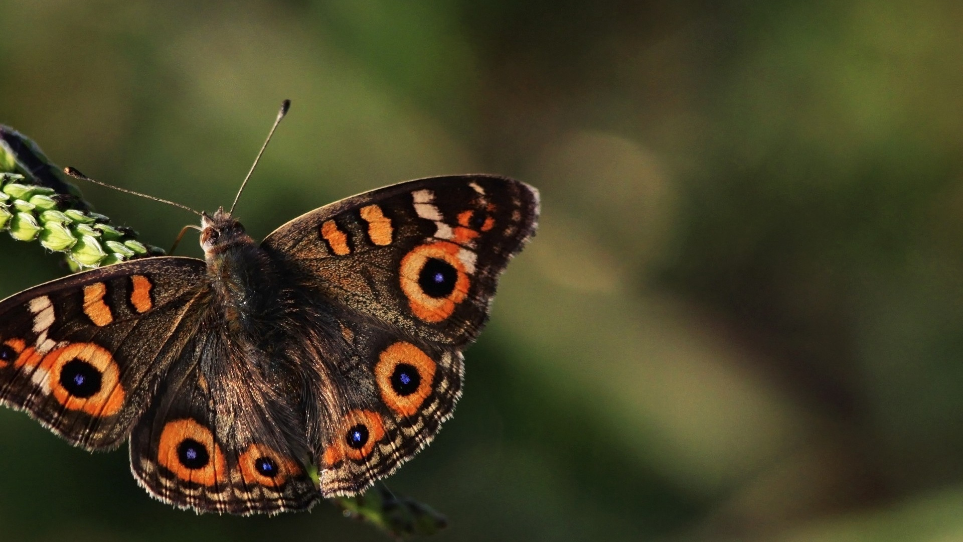 Обои lycaenid, бабочкамонарх, насекомое, Общие Бакай, мотыльки и бабочки в разрешении 1920x1080